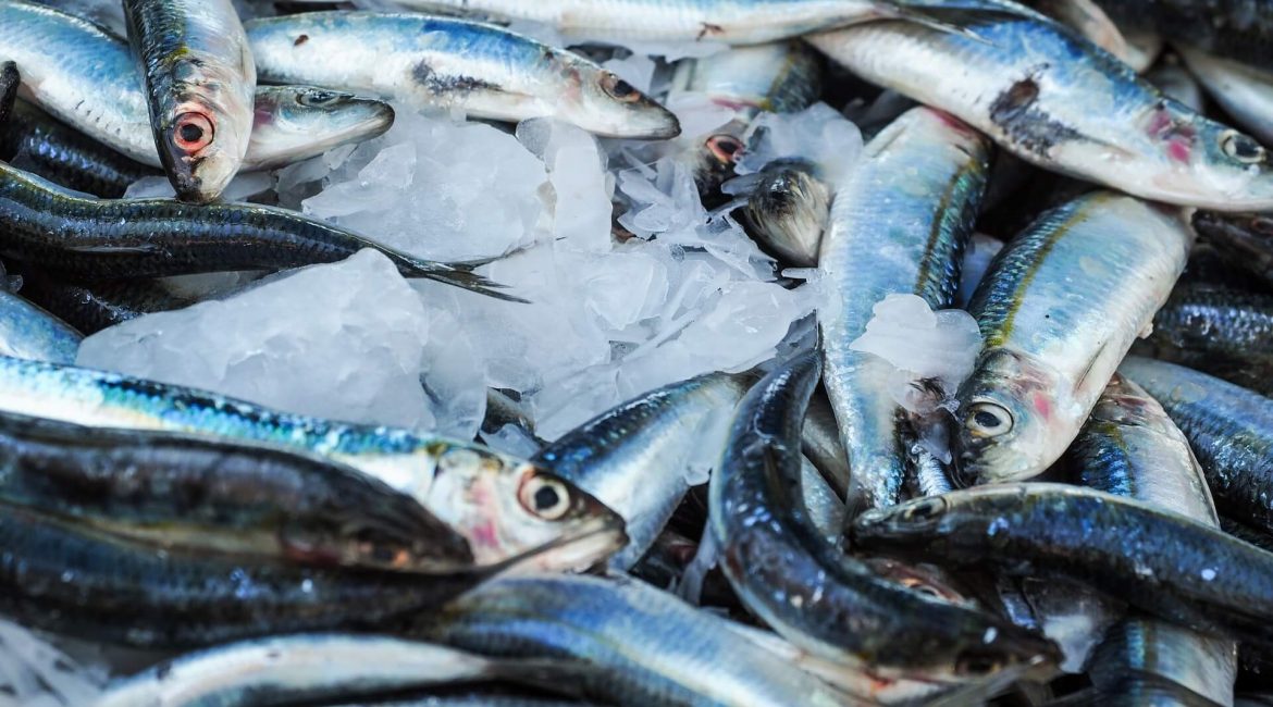Frischen Fisch erkennen