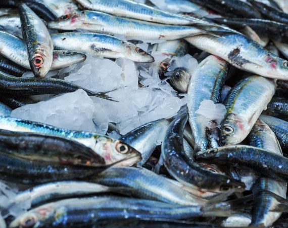 Frischen Fisch erkennen