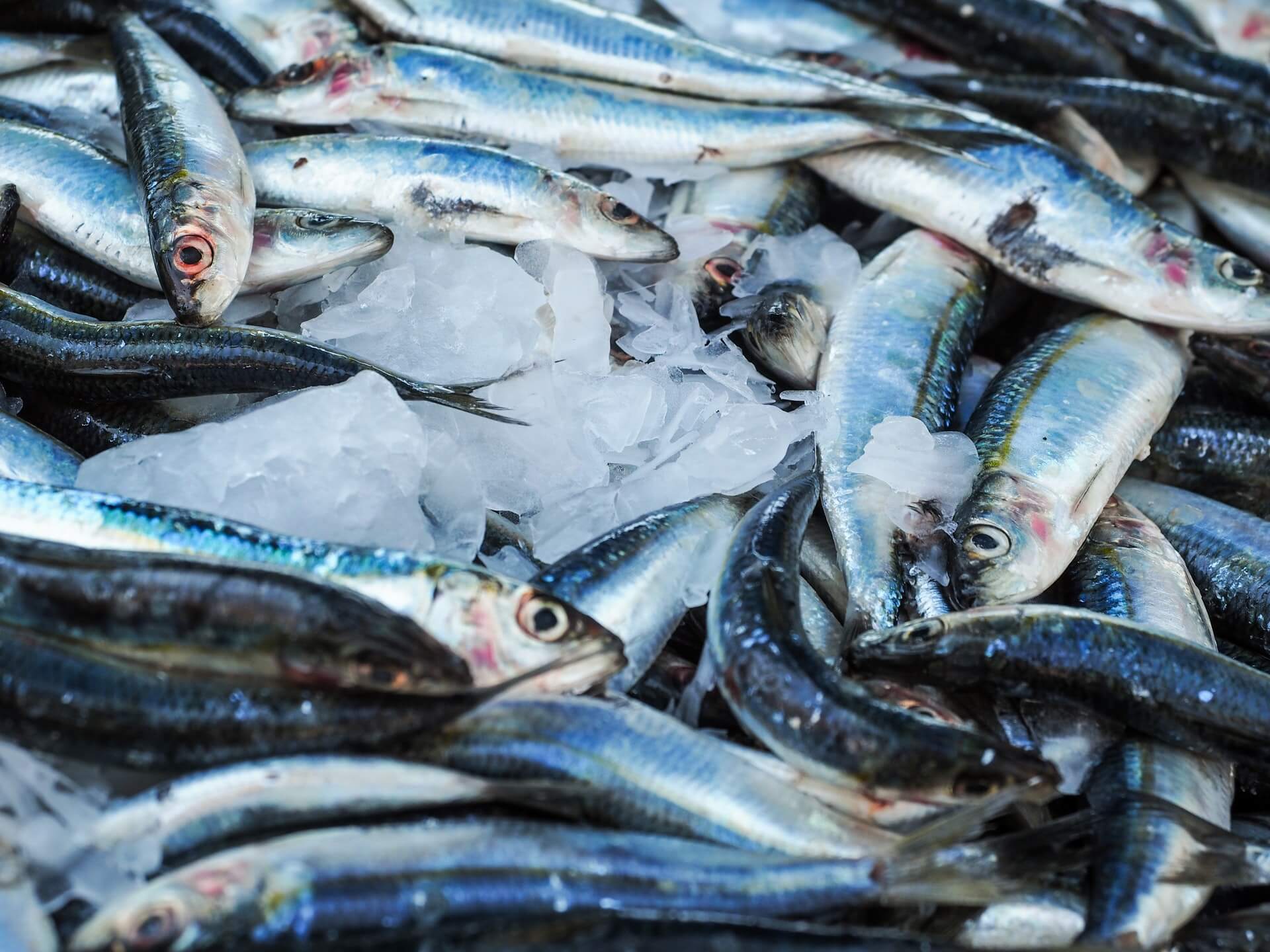 Frischen Fisch erkennen
