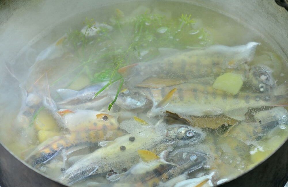 Fisch Fond selber machen
