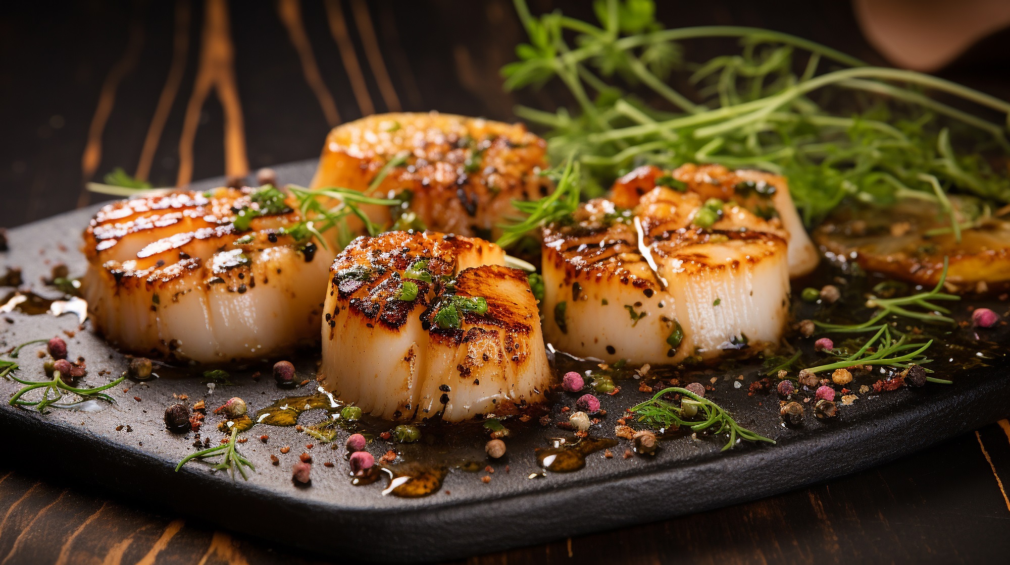 Zarte Jakobsmuschel (Scallop) auf dunklem teller mit Kräutern und buntem Pfeffer serviert, frisch & maritim garniert.