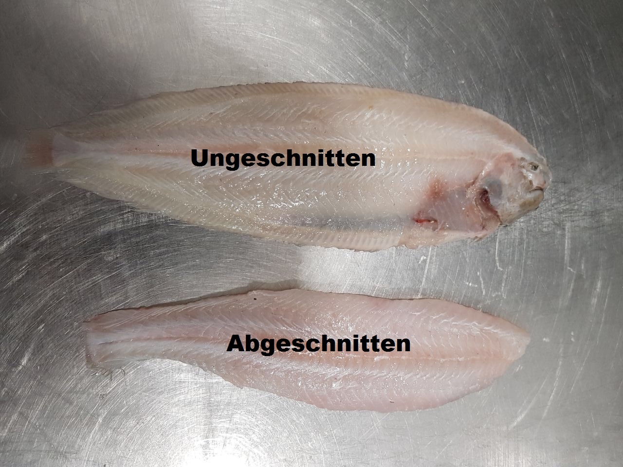 eezunge-Schnittmuster2