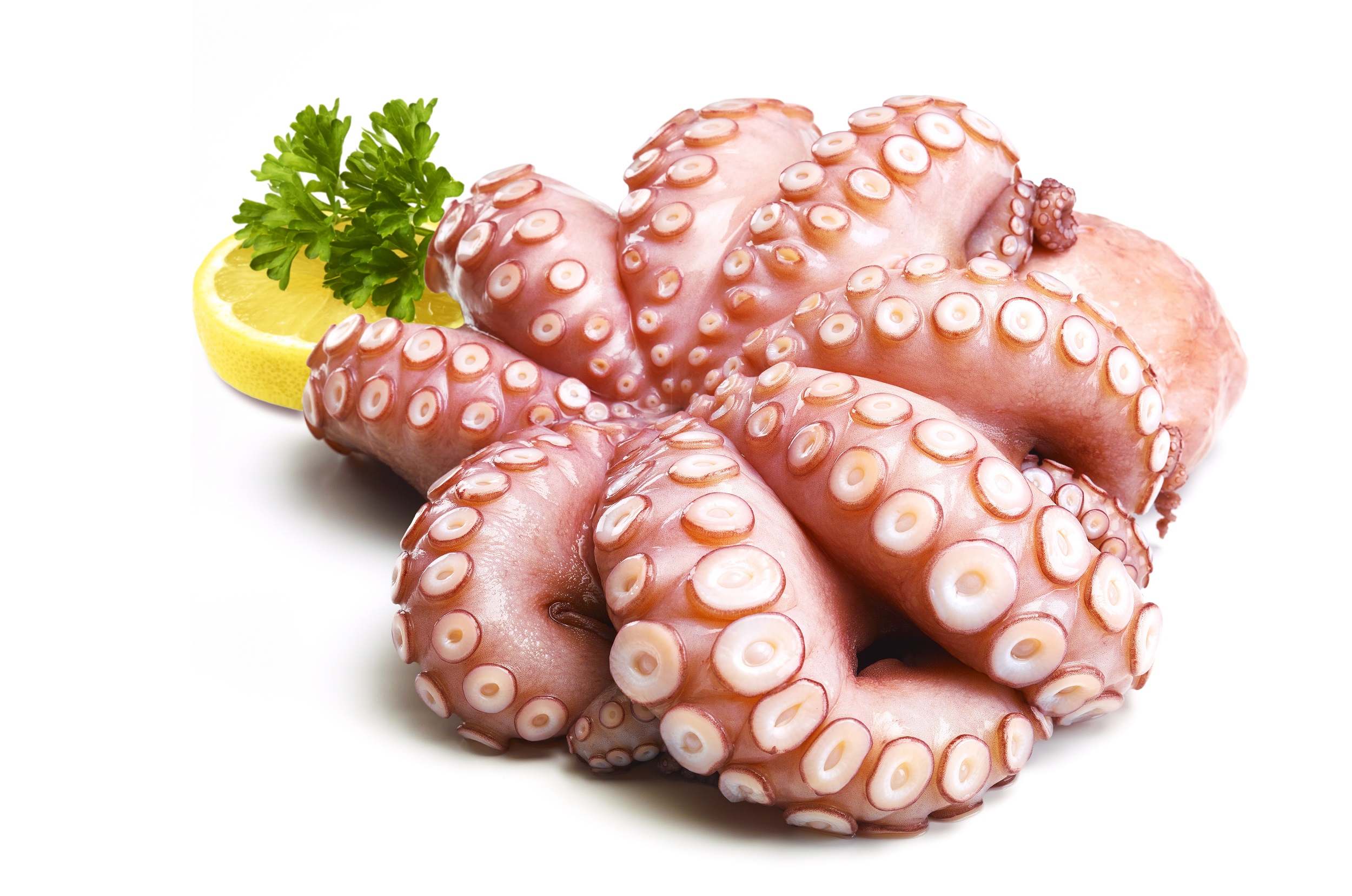 Octopus Pulpo ganz  mit Zitronenscheibe und Petersilie
