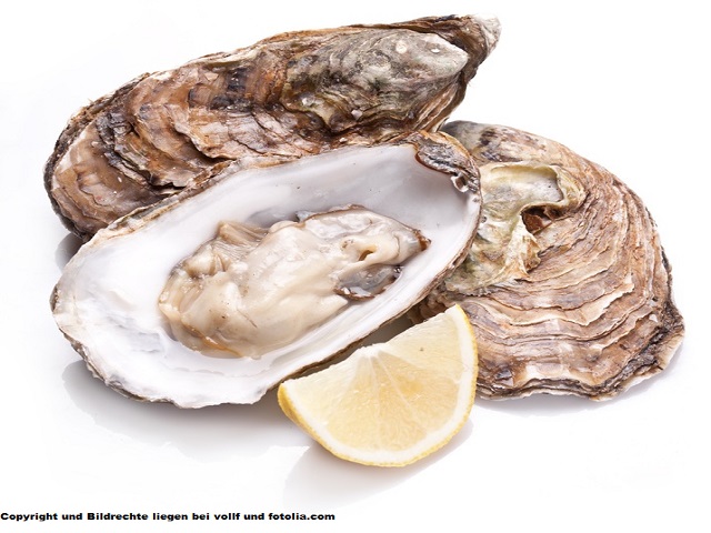 Frische Austern in der Schale, appetitlich auf weißem Teller maritim serviert.