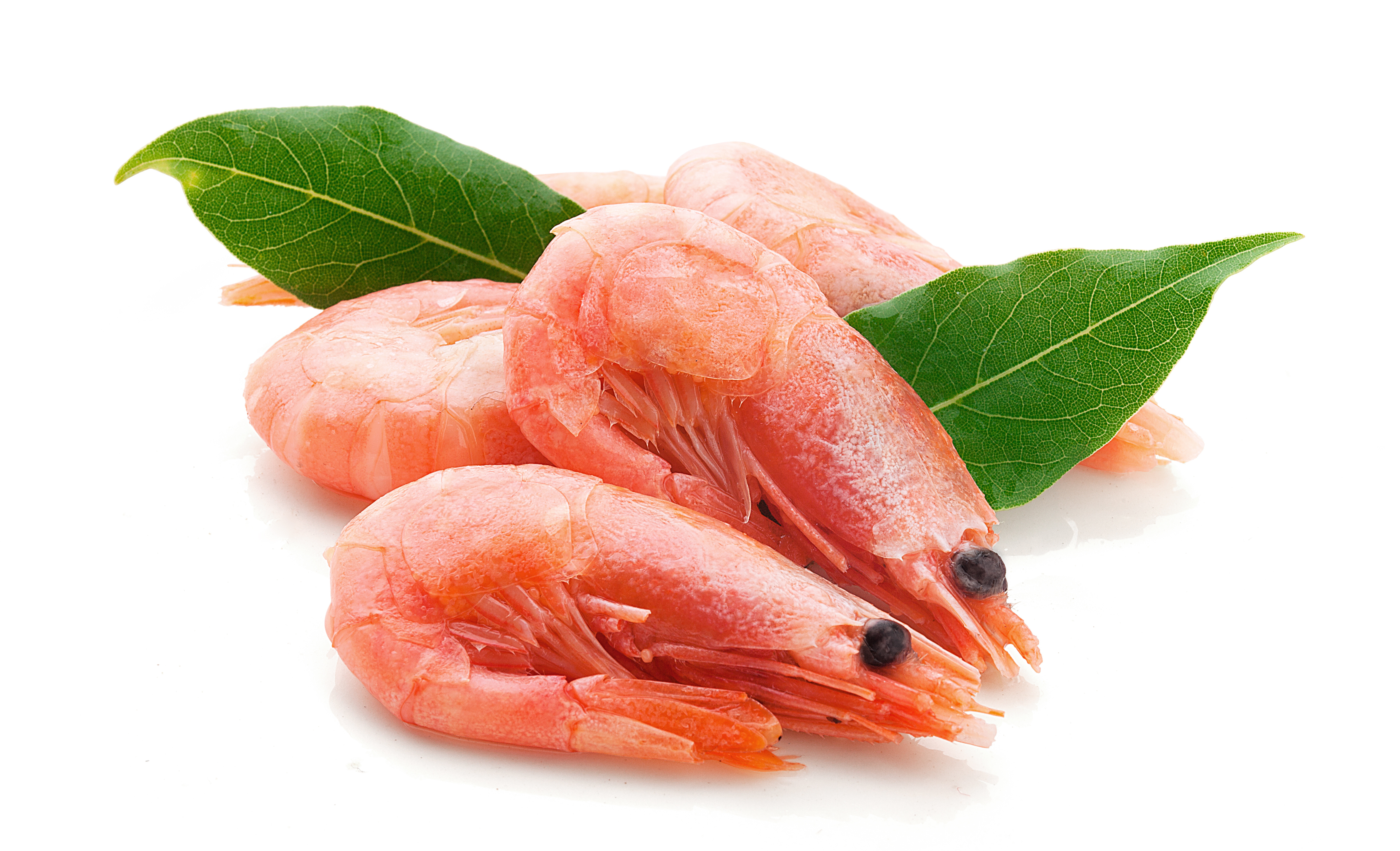 Grönlandkrabben // Grönlandgarnelen gekocht in Schale 4 gekochte Garnelen mit 2 Lorbeerblättern